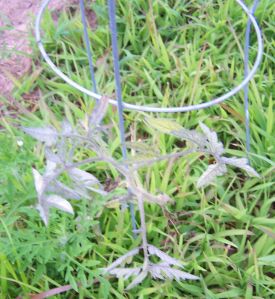 tomato with plant disease